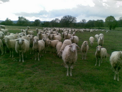 sheep grazing in Piano di Palma - Saturnia - Tuscany